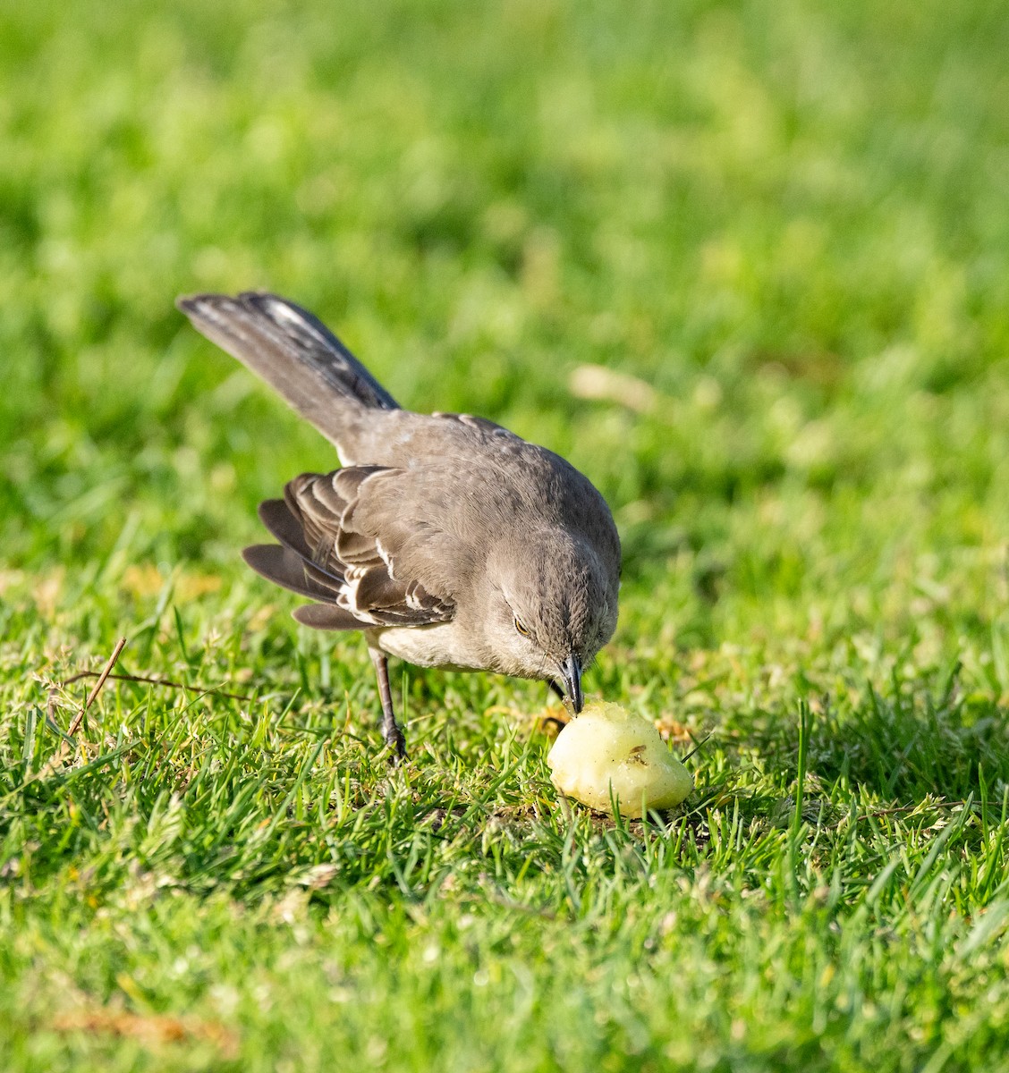 Northern Mockingbird - ML617717617