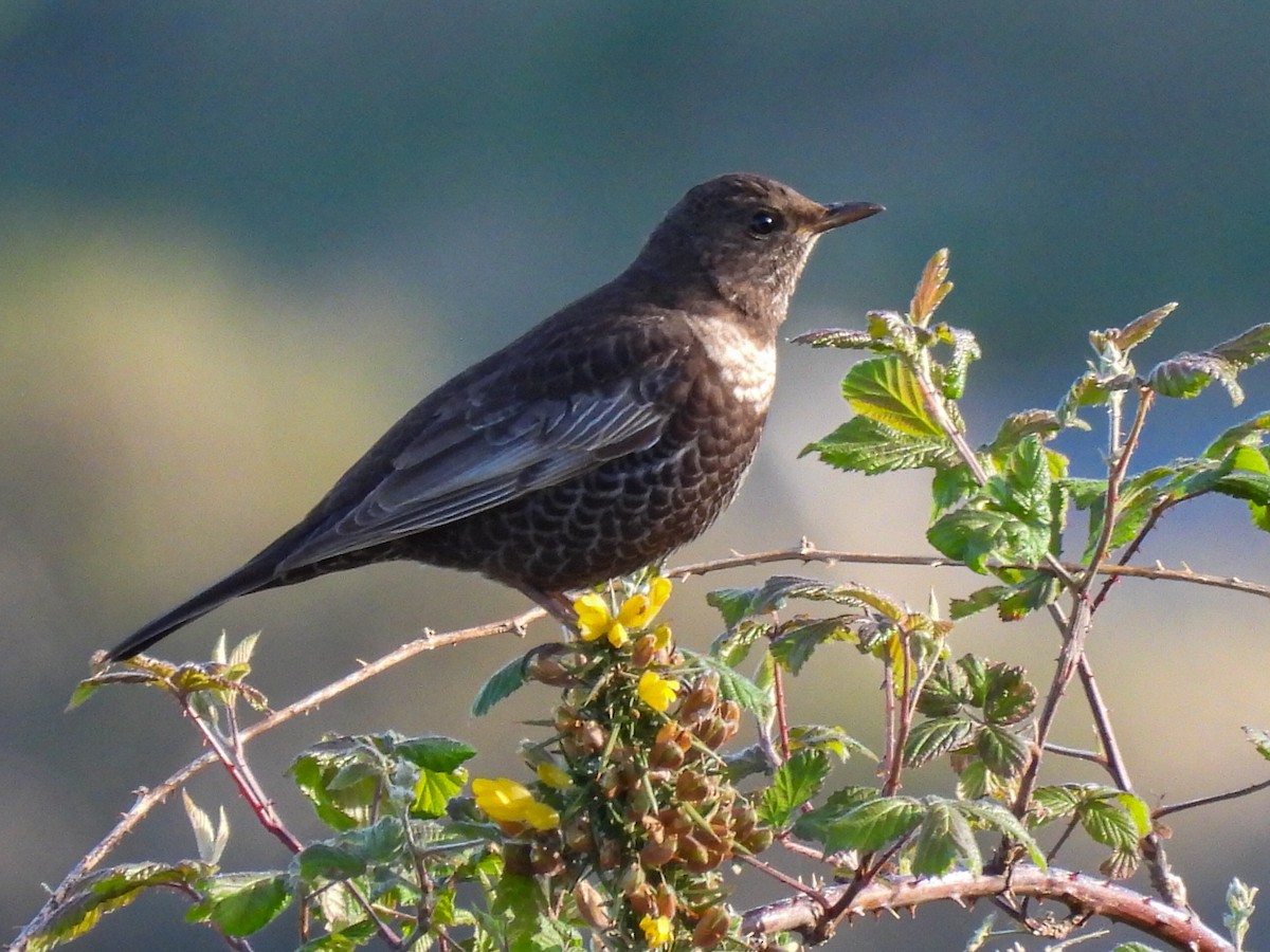 Ring Ouzel - ML617717620