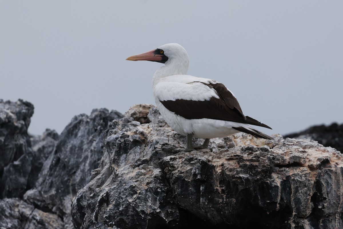 Nazca Booby - ML617717627