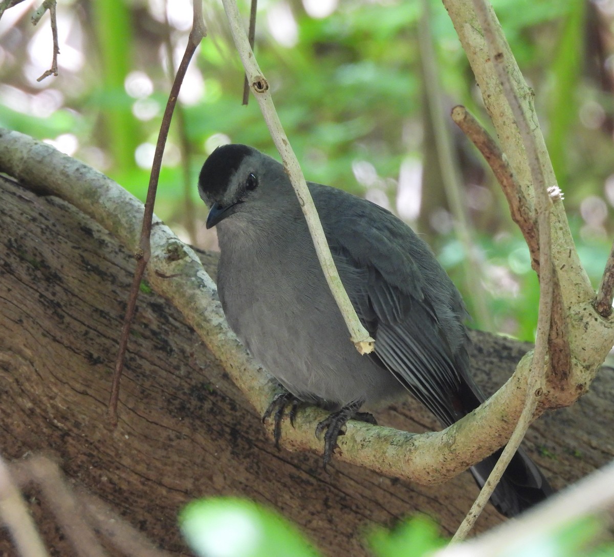 Gray Catbird - Roseanna Denton