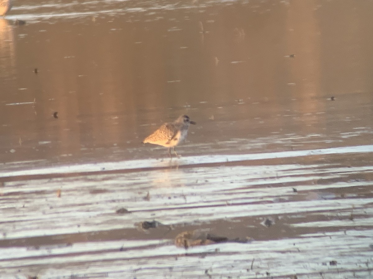 Black-bellied Plover - ML617717689