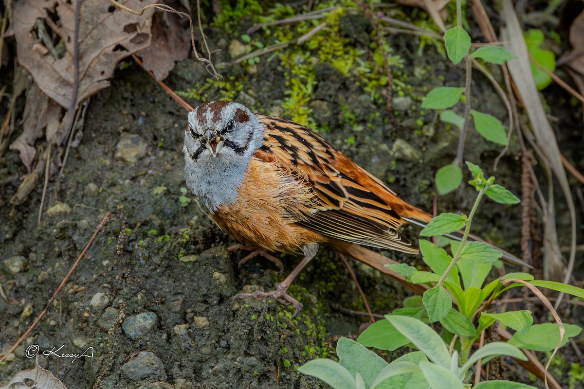 Godlewski's Bunting - ML617717705