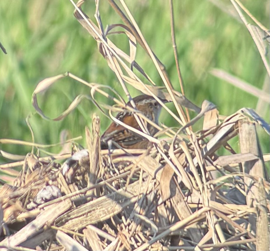 Marsh Wren - ML617717709
