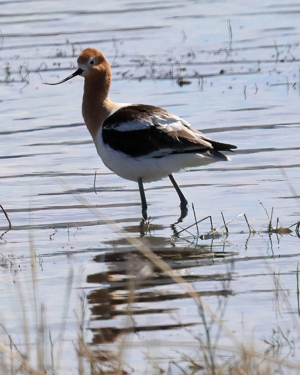 Avoceta Americana - ML617717751