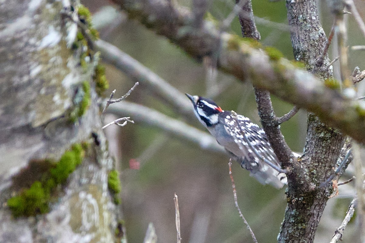 Downy Woodpecker - Elodie Roze