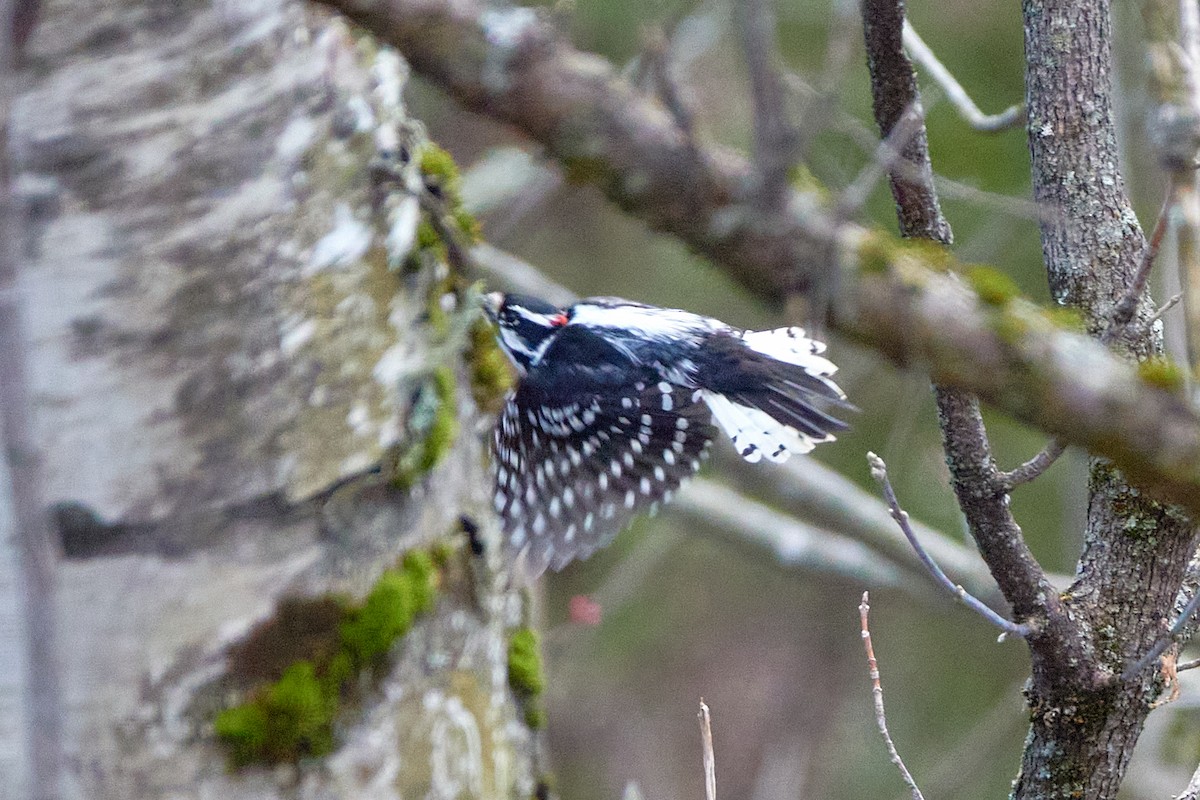 Downy Woodpecker - Elodie Roze