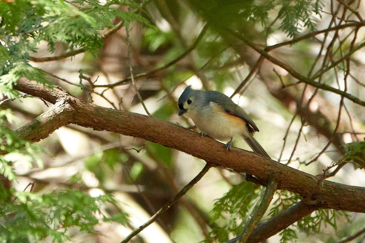 Tufted Titmouse - Elodie Roze