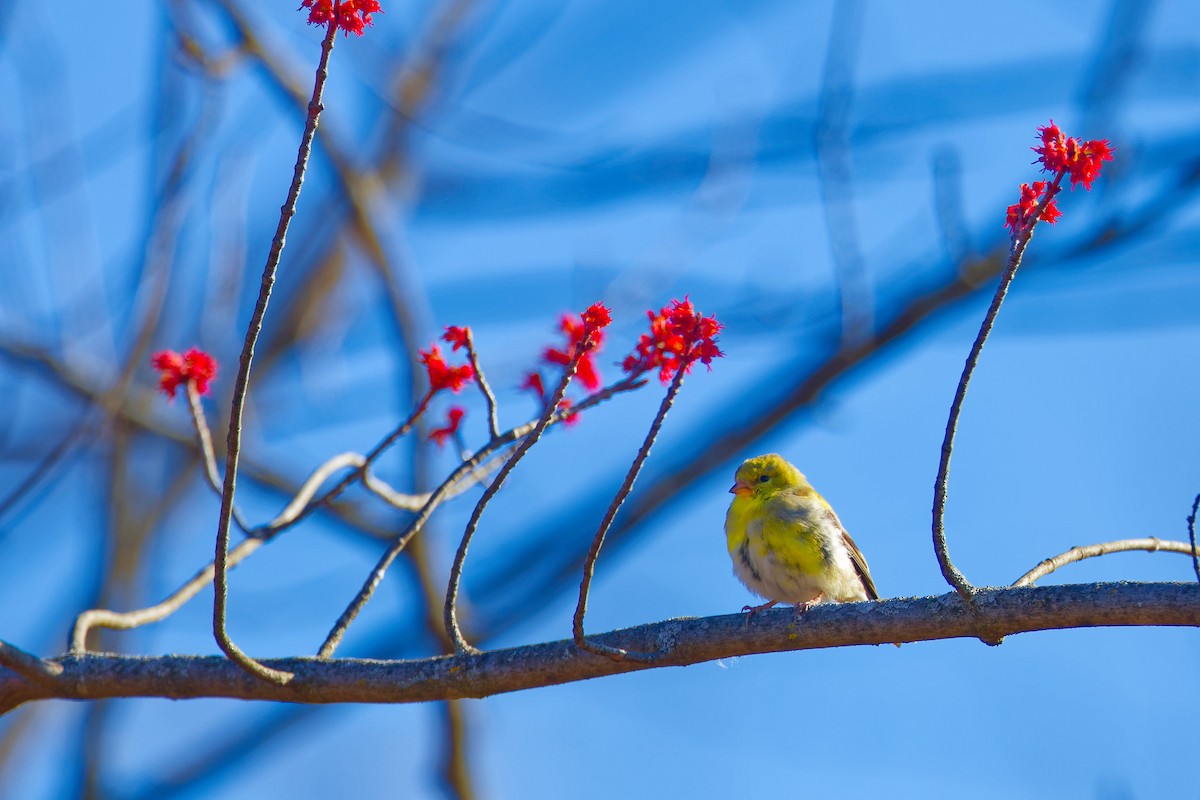 American Goldfinch - ML617717772