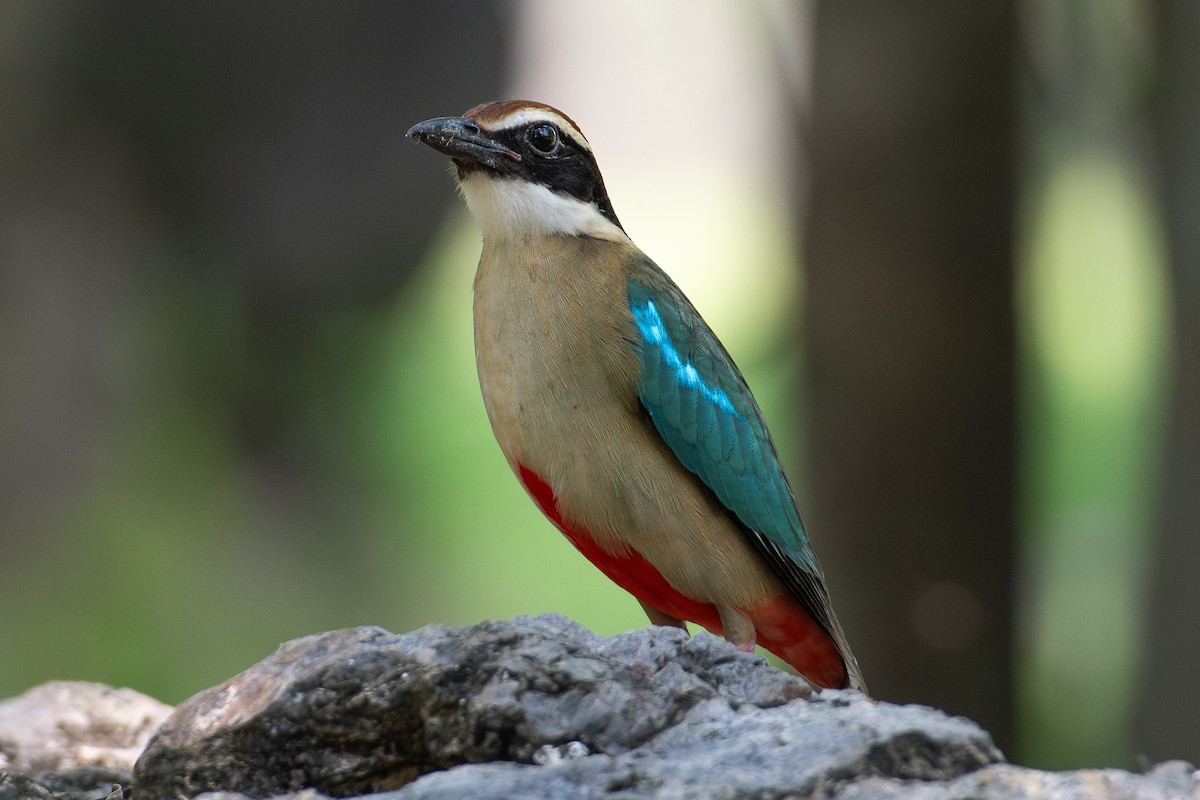 pita hnědokorunkatá - ML617717773