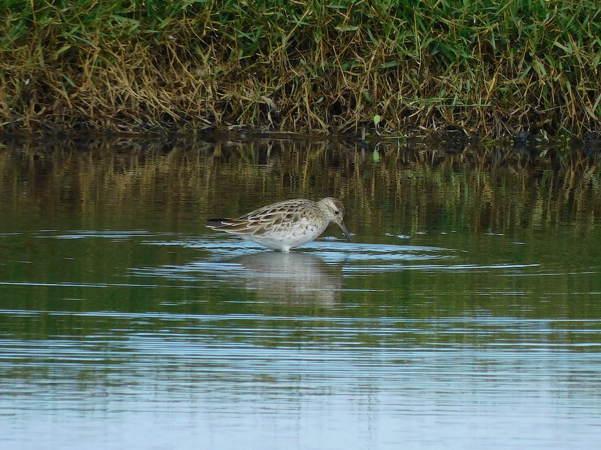 Sharp-tailed Sandpiper - George Vaughan