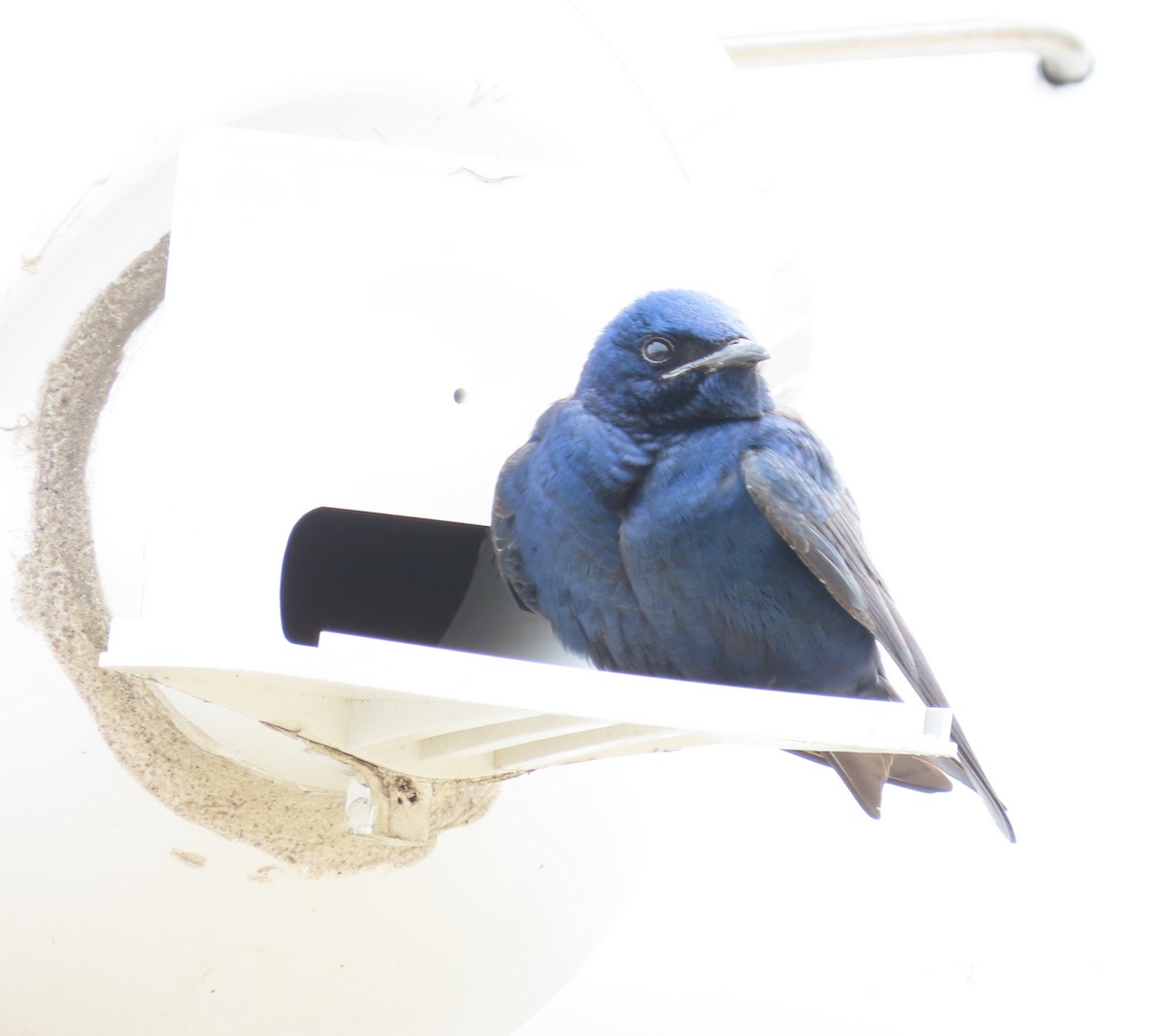 Purple Martin - ML617717796