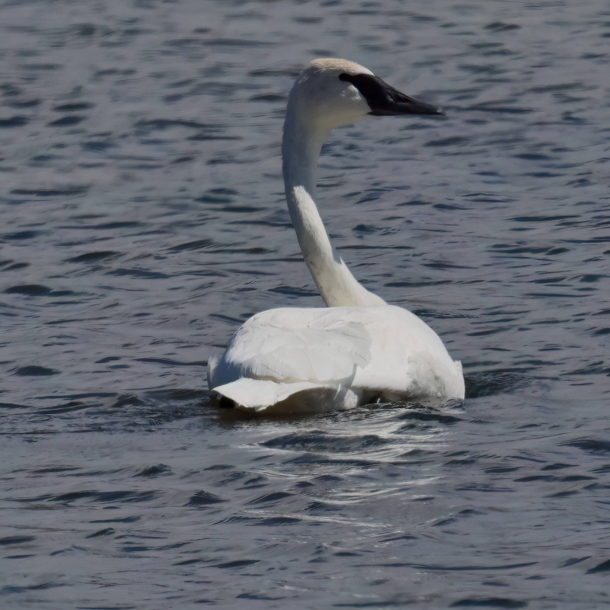 Trumpeter Swan - ML617717801