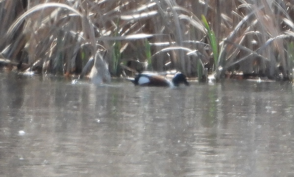 Northern Shoveler - ML617717834