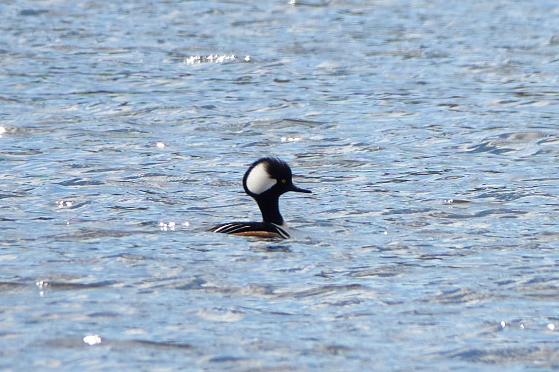 Hooded Merganser - Elodie Roze