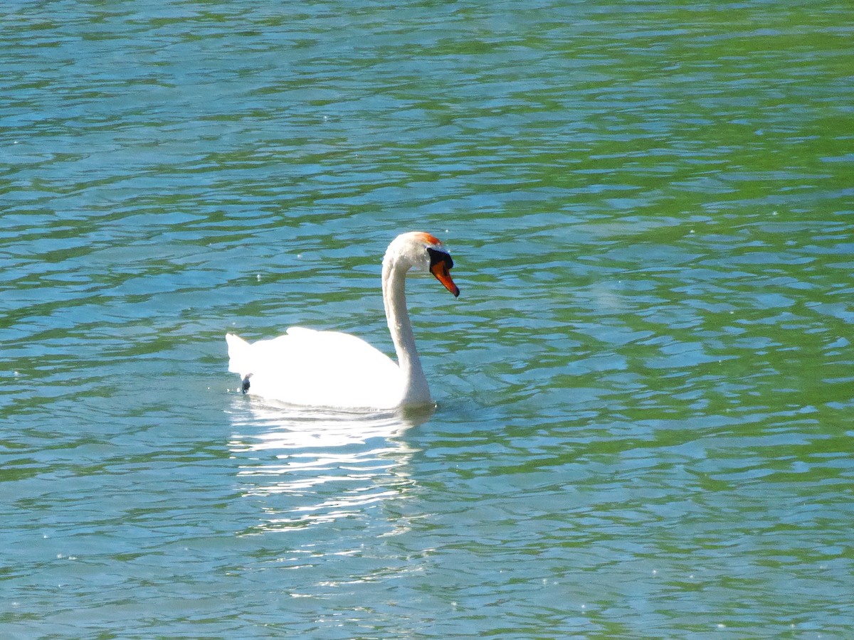 Mute Swan - ML617717876