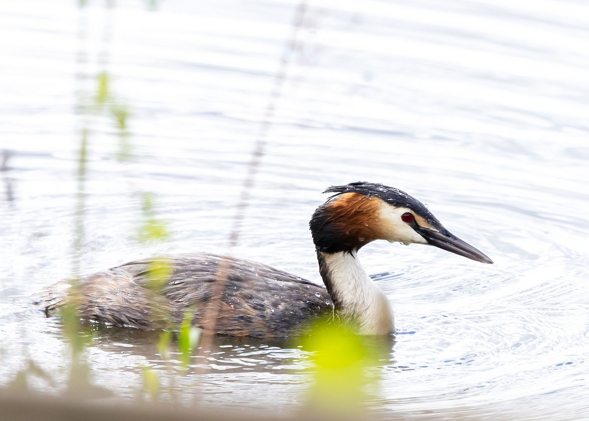 Great Crested Grebe - ML617717904