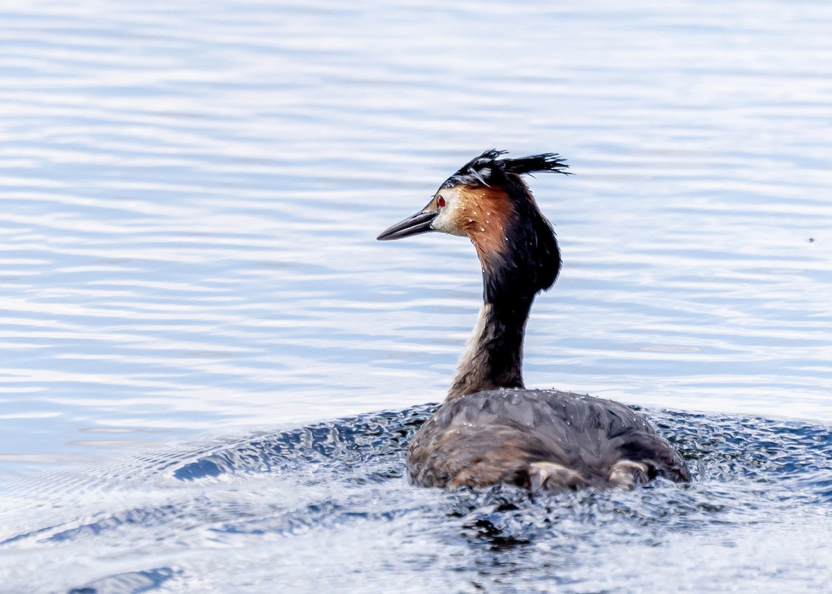 Great Crested Grebe - ML617717905