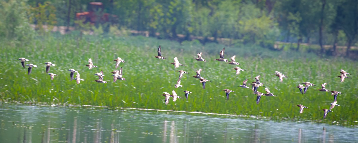 Black-tailed Godwit - Ansar Ahmad Bhat