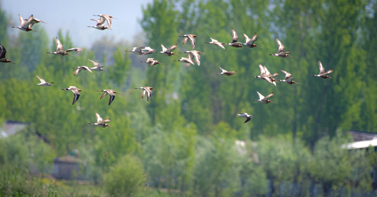 Black-tailed Godwit - ML617717908