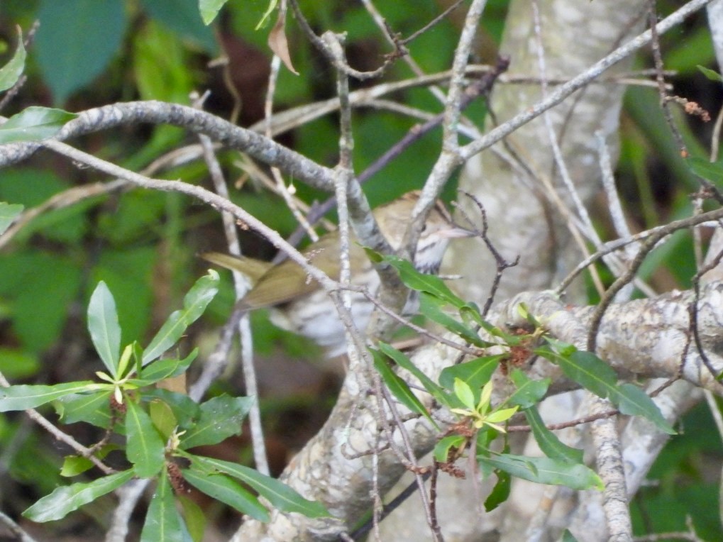 Paruline couronnée - ML617717913