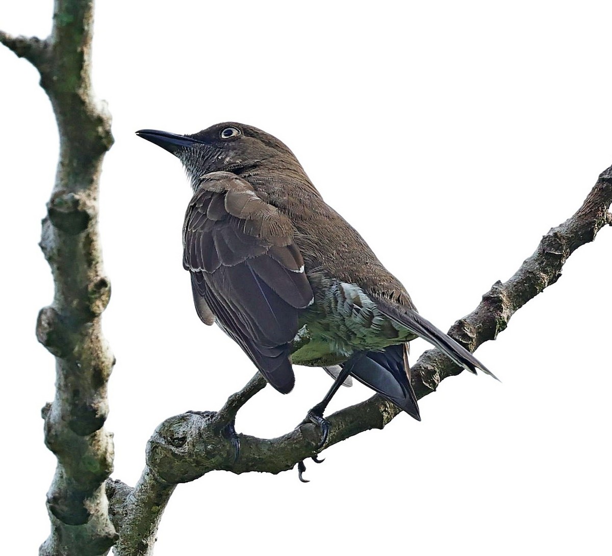 Scaly-breasted Thrasher - ML617717925