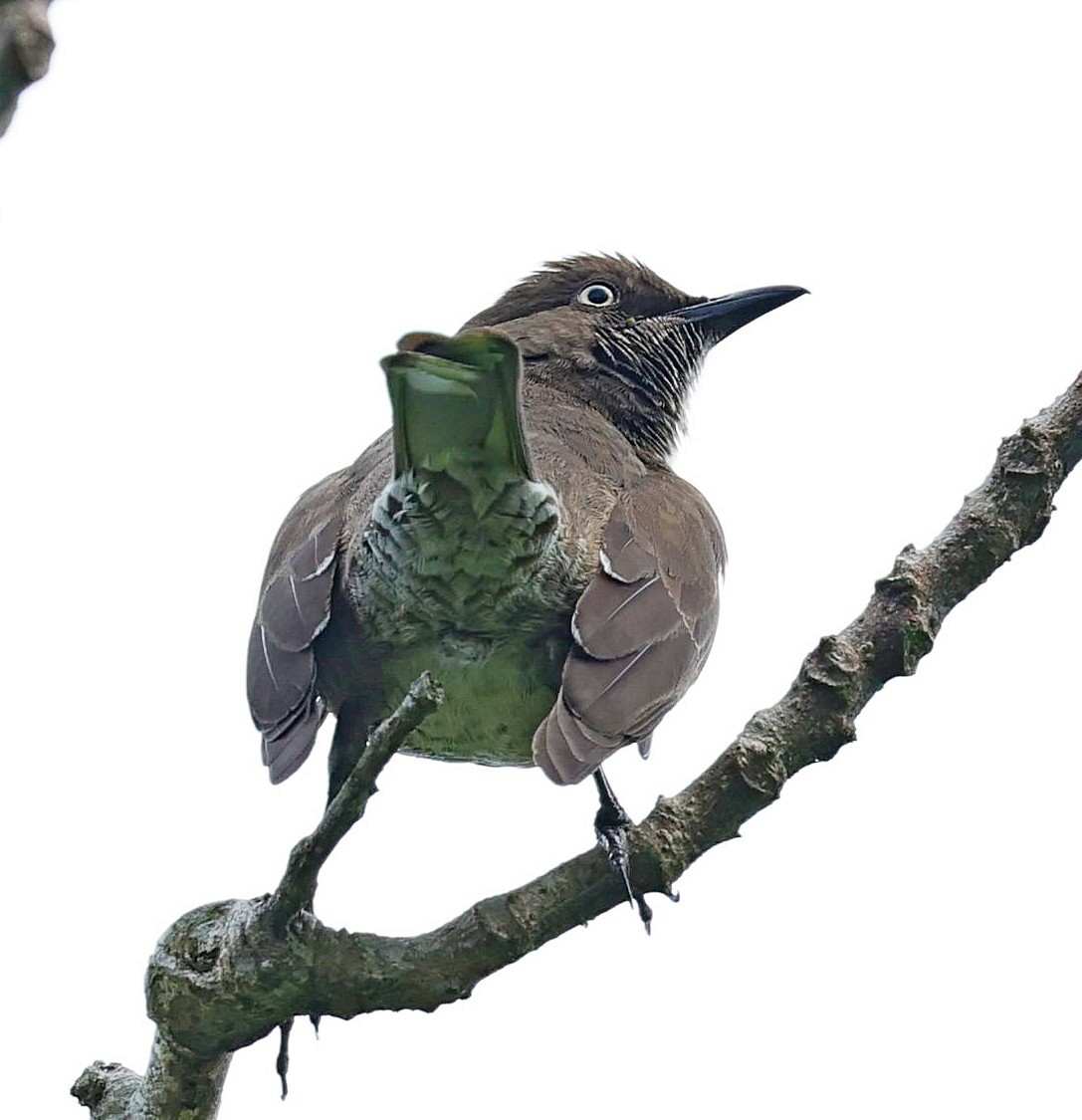 Scaly-breasted Thrasher - ML617717926