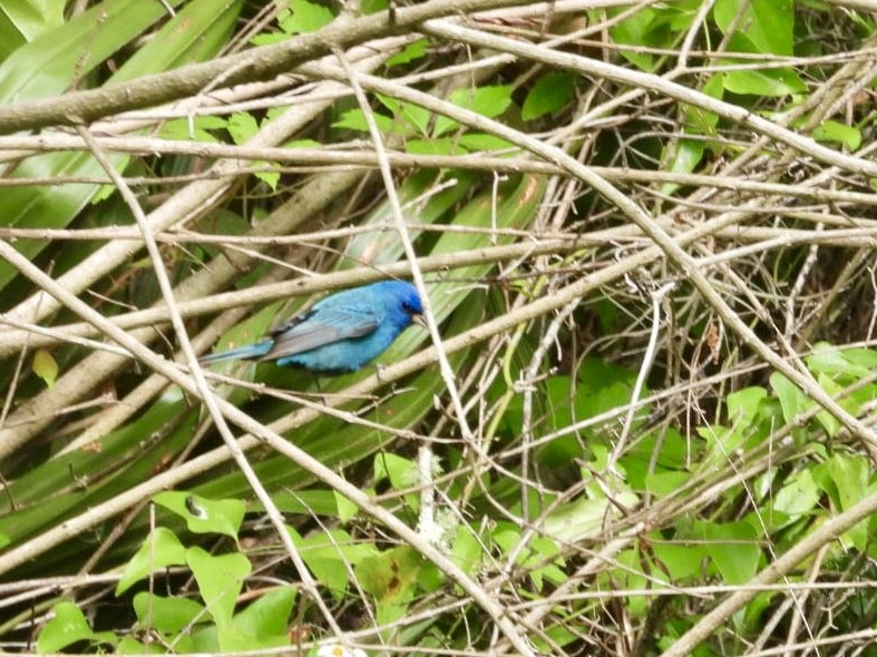 Indigo Bunting - ML617717946