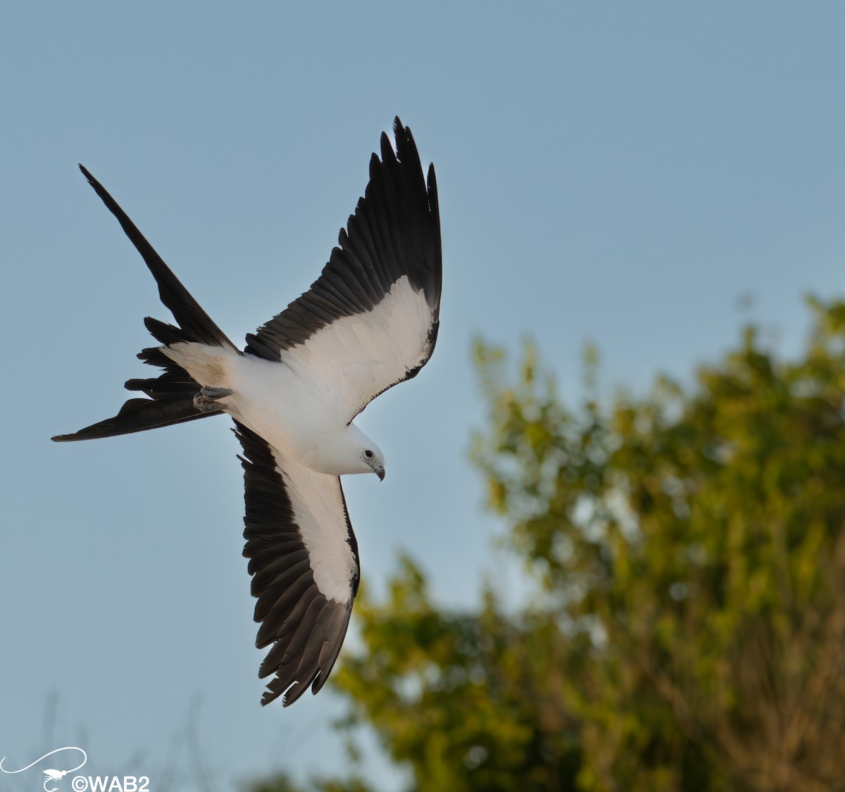Swallow-tailed Kite - ML617717963