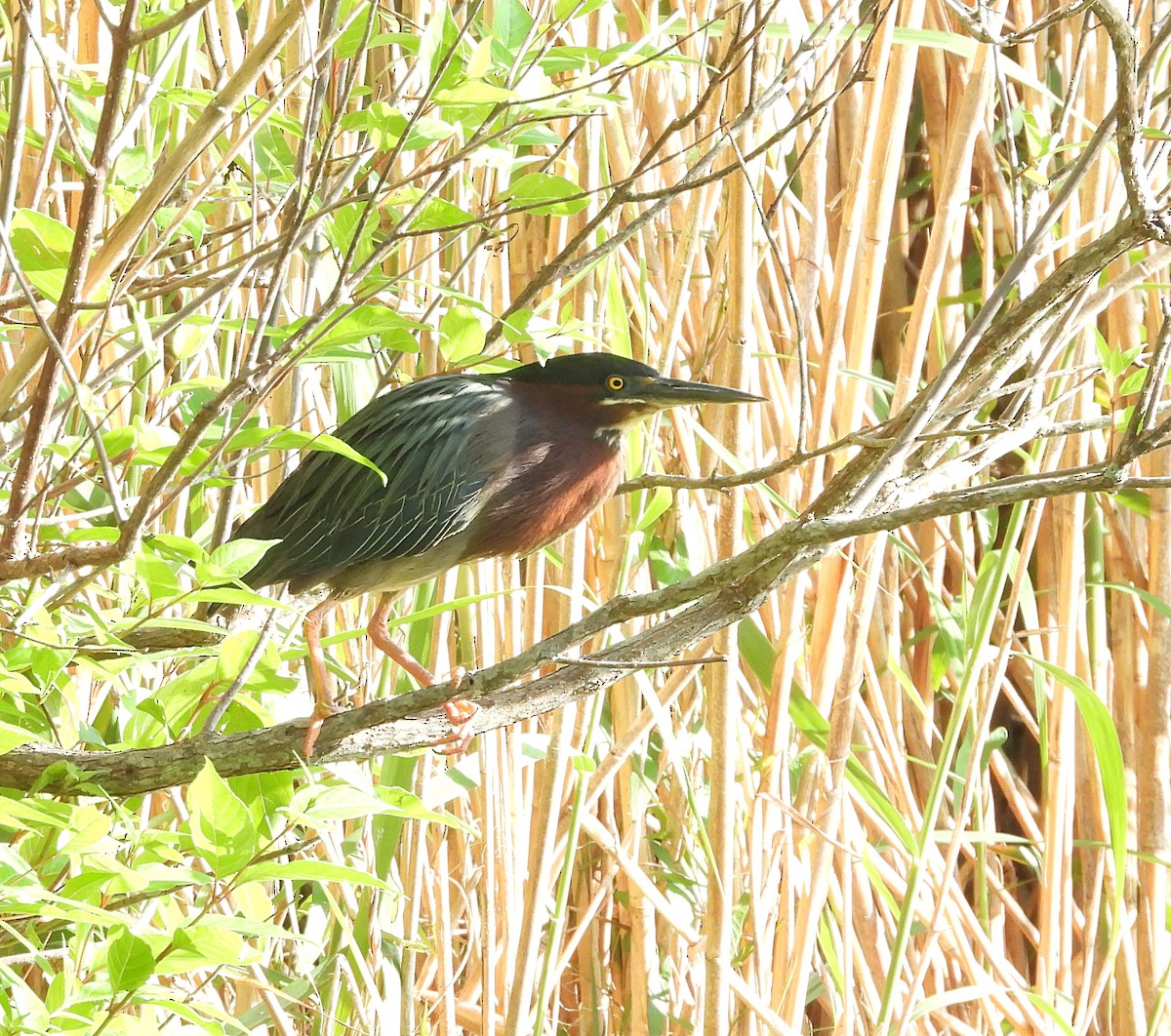 Green Heron - Roseanna Denton