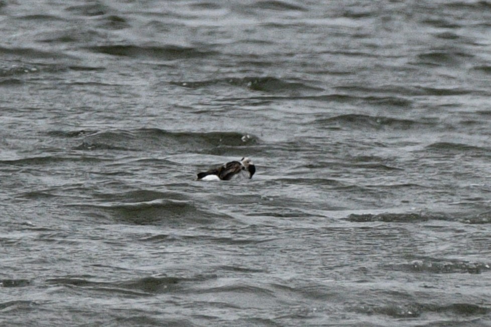 Long-tailed Duck - Liz Harper