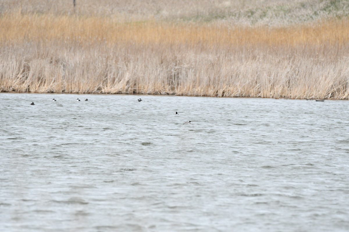 Long-tailed Duck - Liz Harper