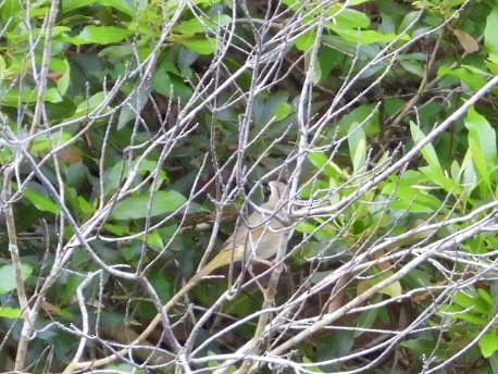 Common Yellowthroat - ML617718005