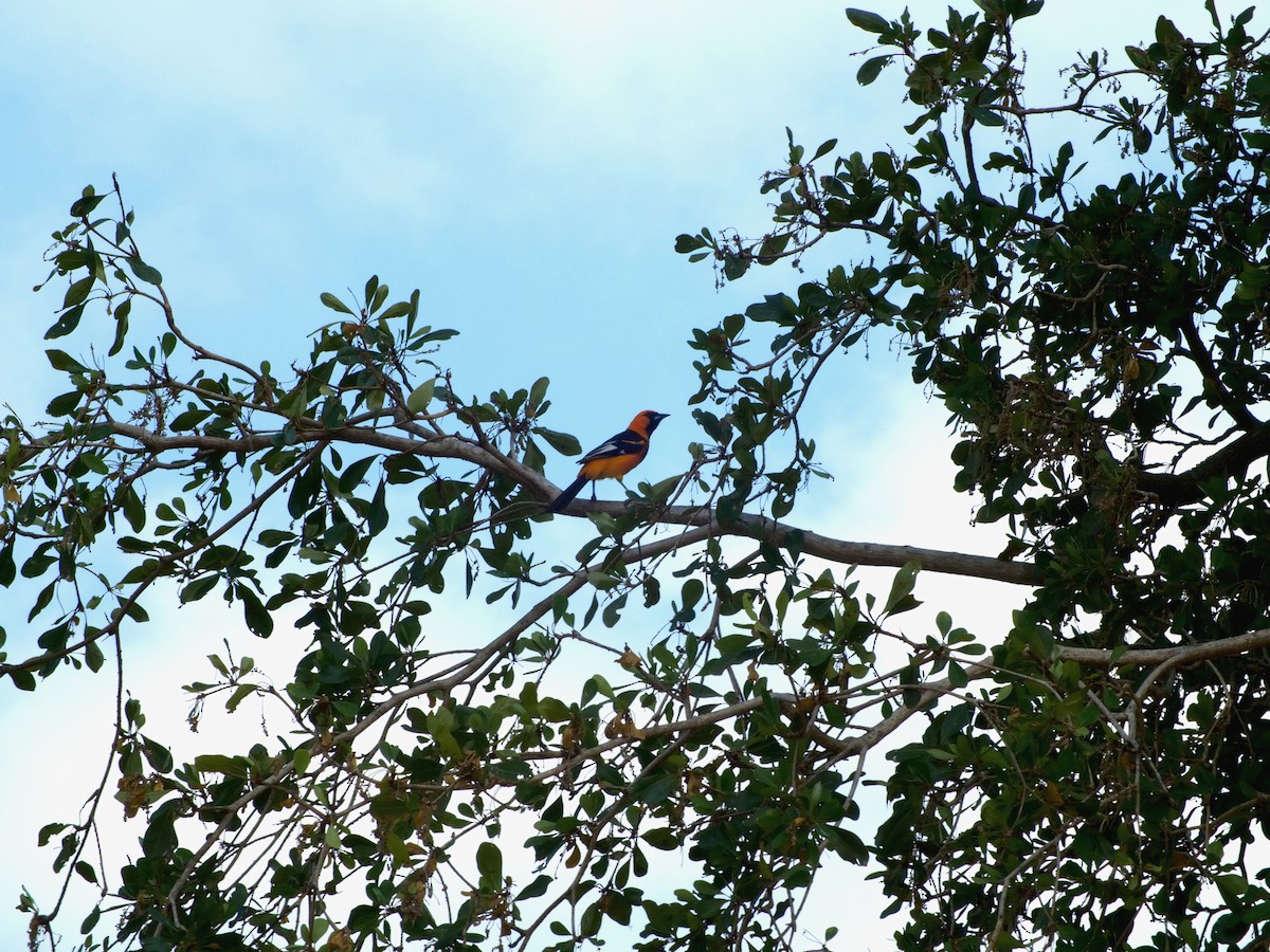 Spot-breasted Oriole - ML617718039