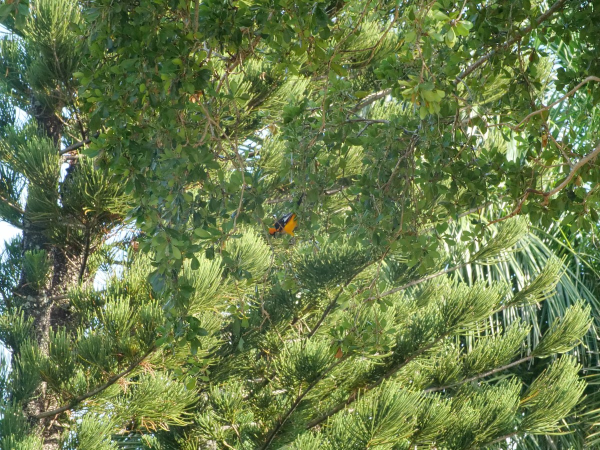 Spot-breasted Oriole - ML617718040