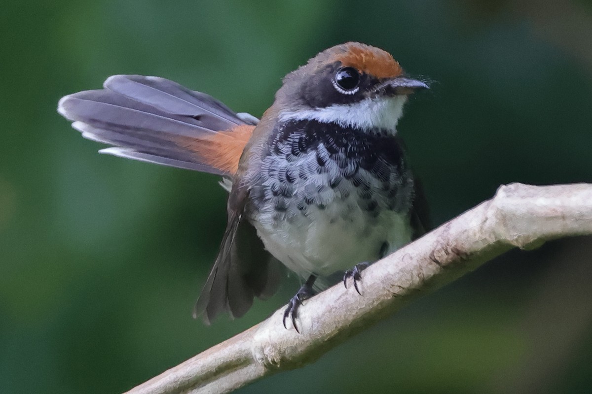 Solomons Rufous Fantail (Rufous-backed) - ML617718044