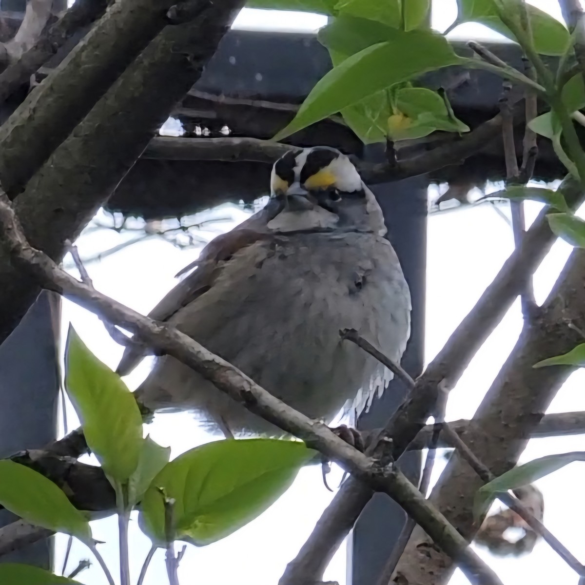 White-throated Sparrow - Dominic DeLaca-Wauer