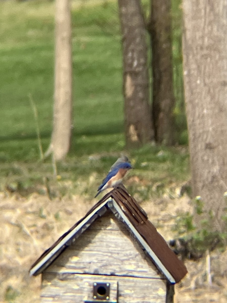 Eastern Bluebird - ML617718063