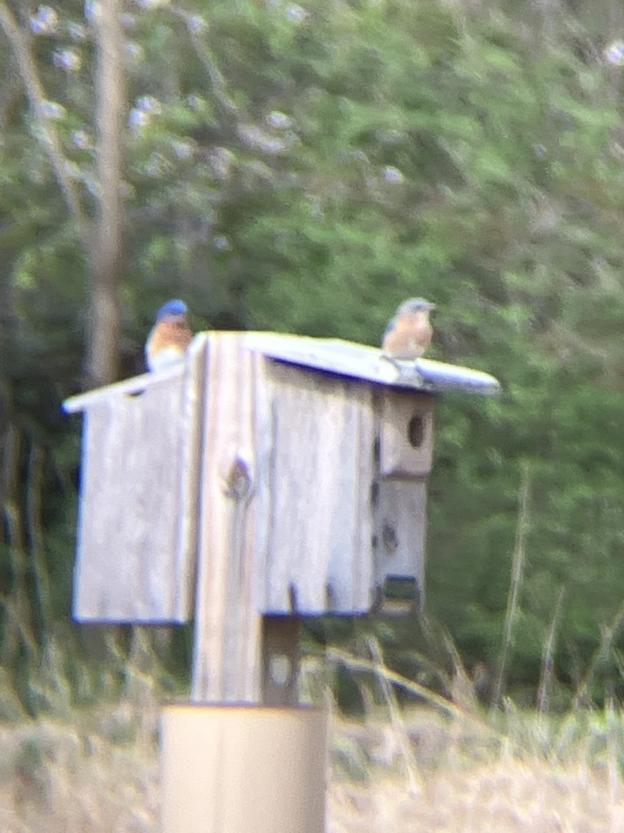 Eastern Bluebird - ML617718065