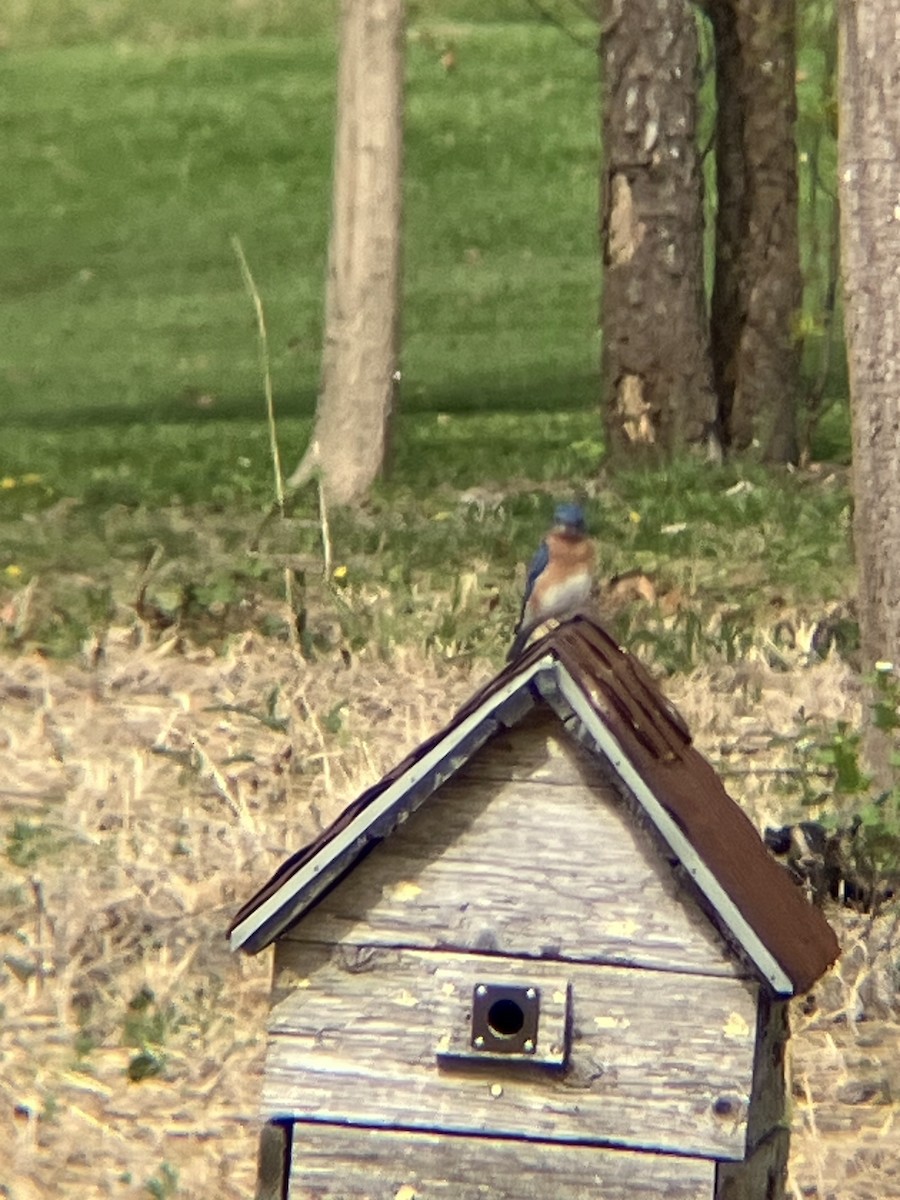 Eastern Bluebird - ML617718066