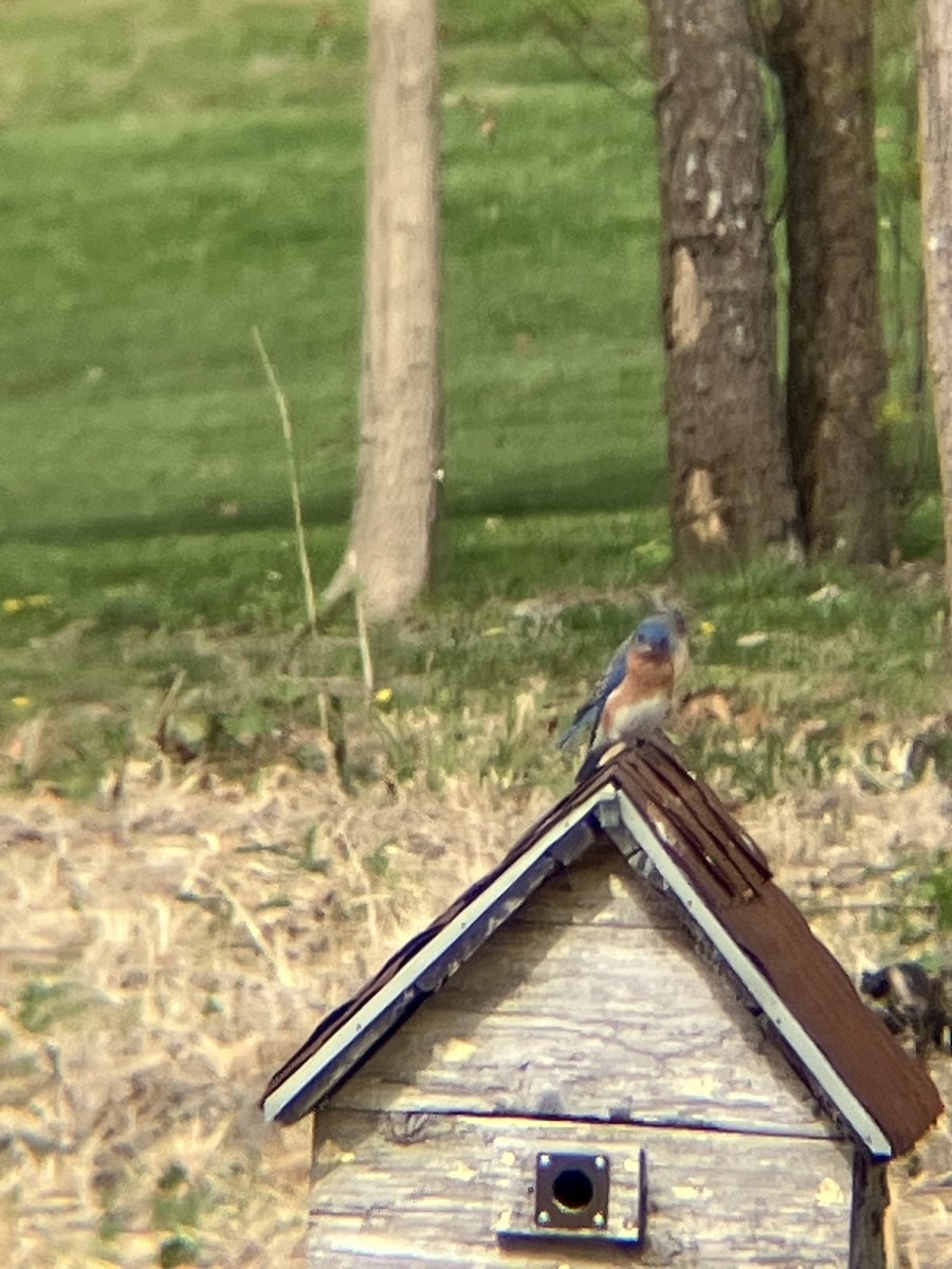 Eastern Bluebird - ML617718068