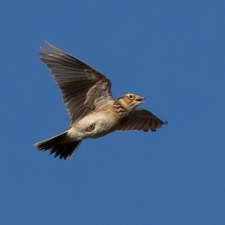 Eurasian Skylark - ML617718101