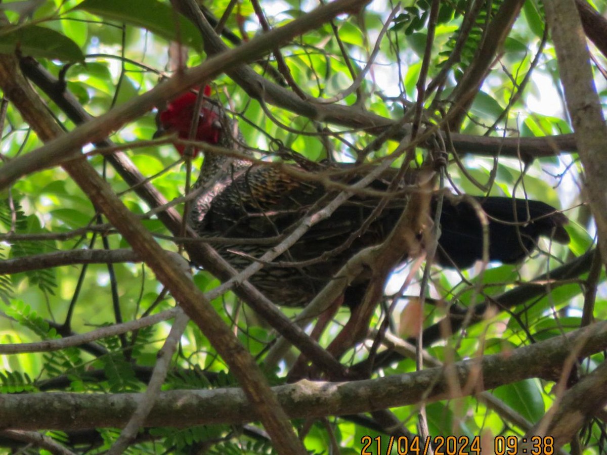 Gray Junglefowl - ML617718103