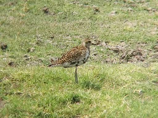 Chorlito Dorado Siberiano - ML617718111