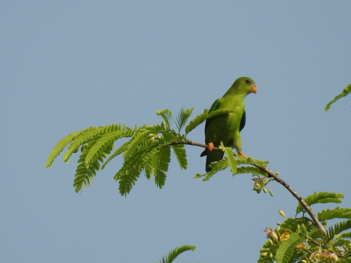 Vernal Hanging-Parrot - ML617718146