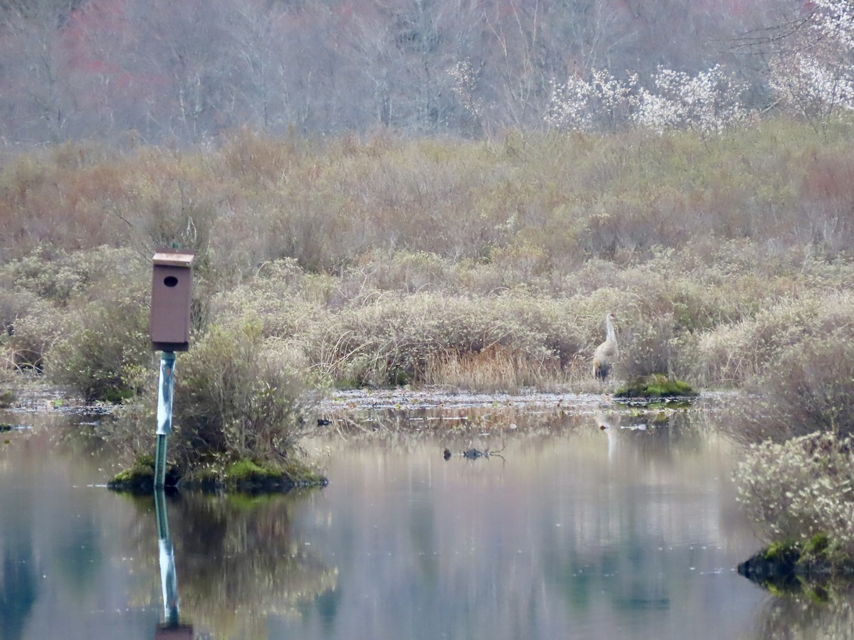 Sandhill Crane - ML617718159