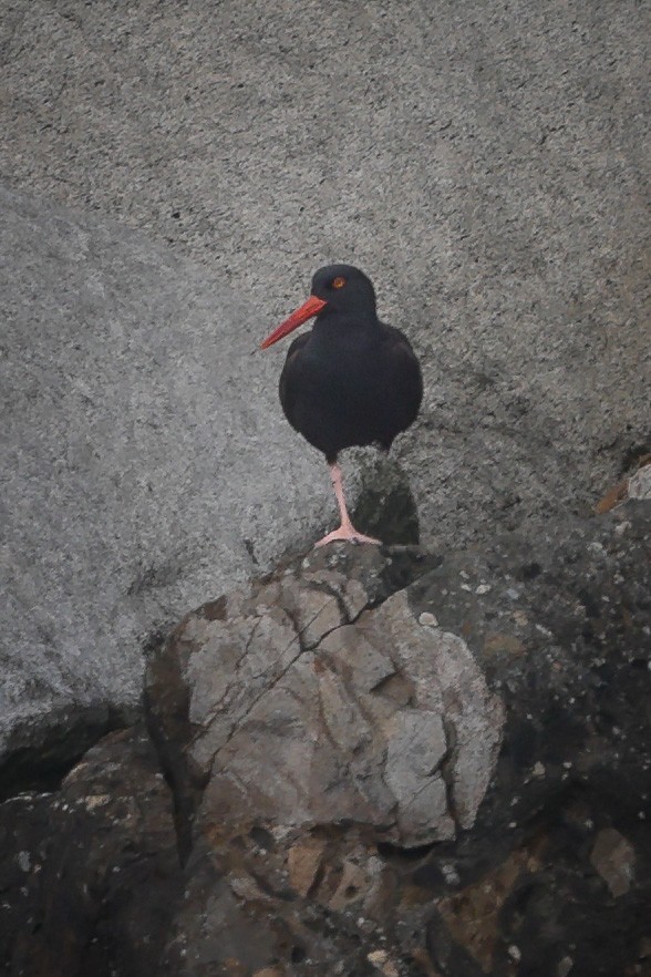 Black Oystercatcher - ML617718160