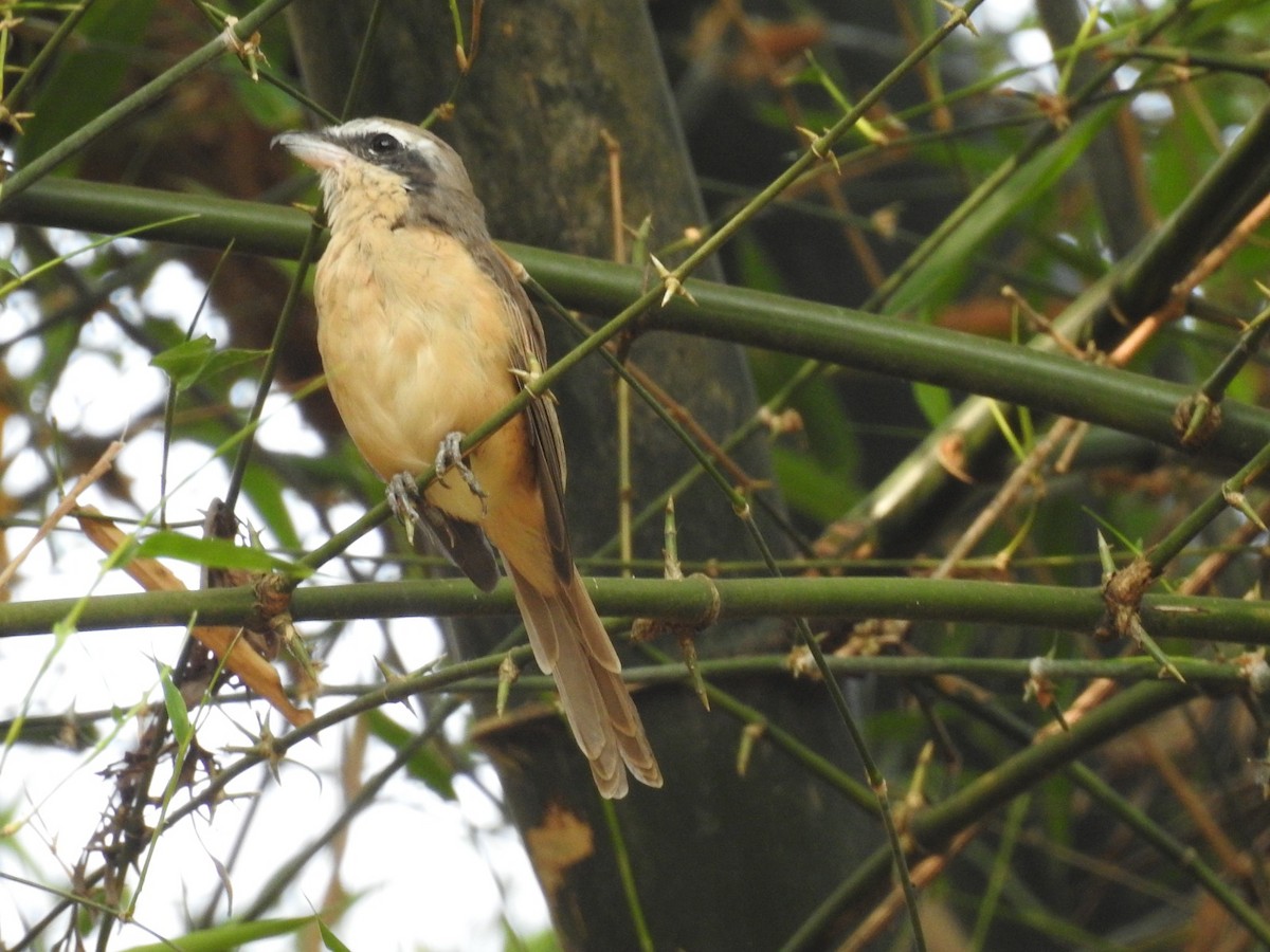 Brown Shrike - ML617718167