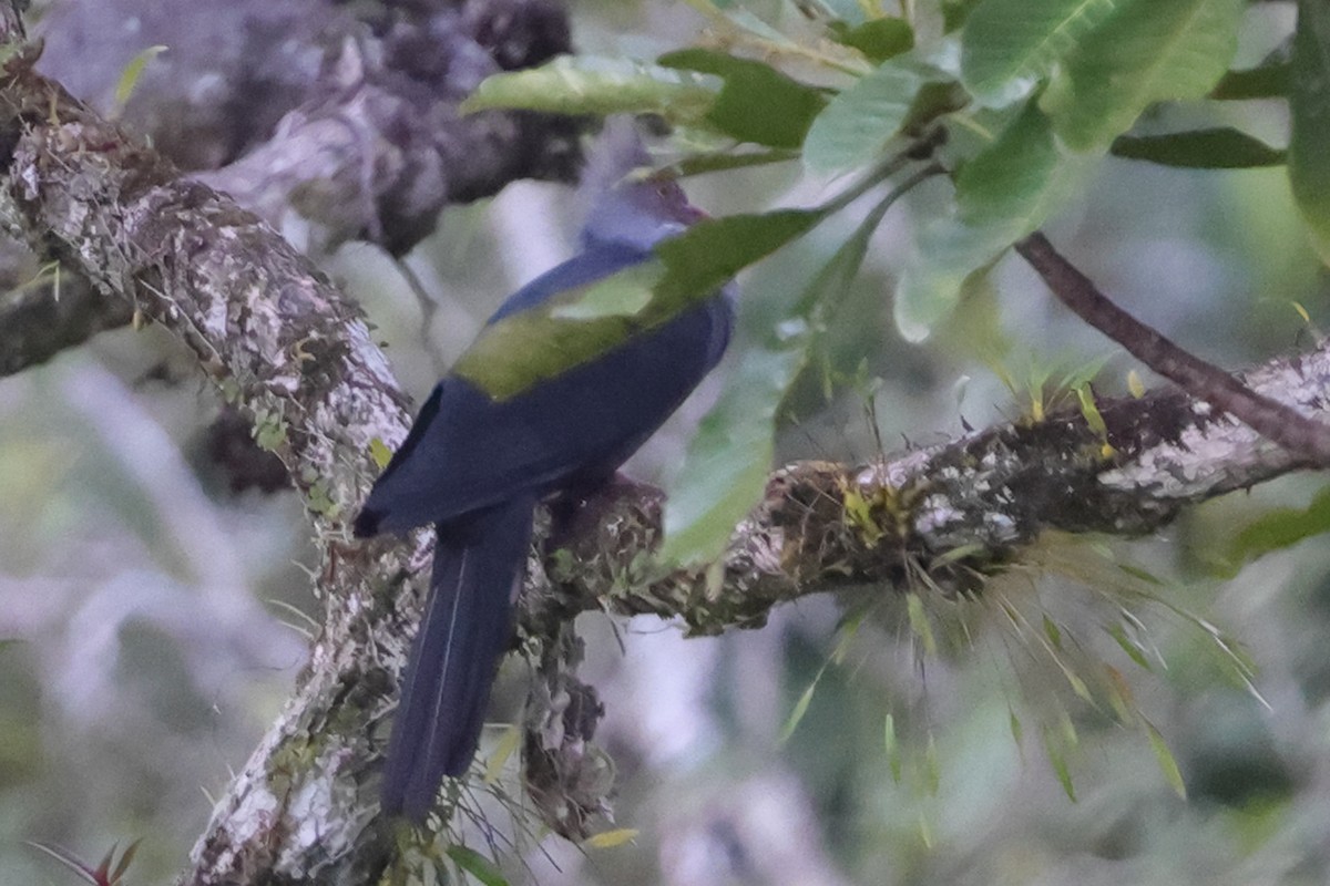 Crested Cuckoo-Dove - ML617718170