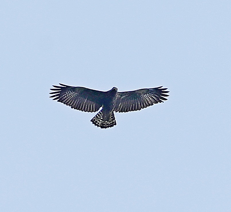 Common Black Hawk (Common) - Maciej  Kotlarski