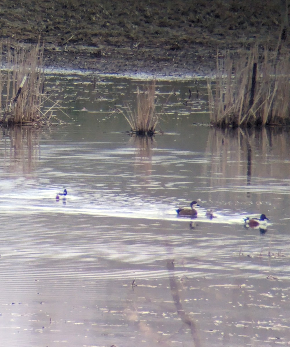 Northern Shoveler x Gadwall (hybrid) - ML617718227